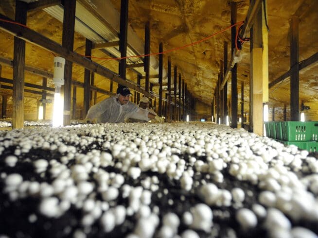 In this photo taken Aug. 23, 2011, workers at Phillips Mushrooms harvest one of the beds of button mushrooms at the Kennett Township, Pa. facility.